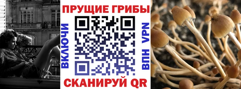 МЕГА как зайти  Тарко-Сале  Псилоцибиновые грибы мицелий 